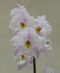 Odontoglossum nobile Uschi